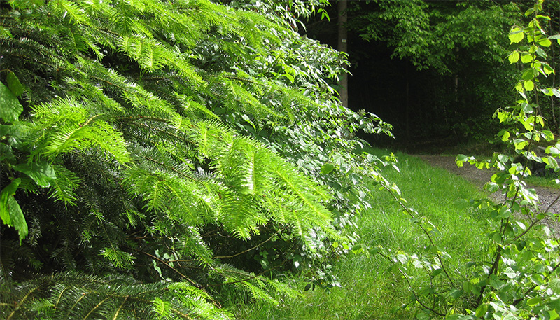Stress lass nach beim Afterwork-Waldbaden